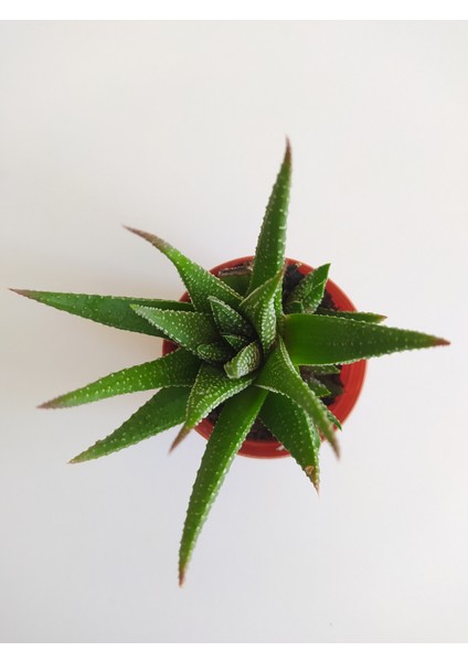 Haworthia Zebrina 5,5luk Saksıda 8-10CM Havortia Sukulent Havortia Kaktüs Sukulent Canlı Sukulent