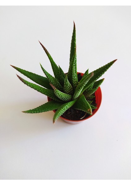 Haworthia Zebrina 5,5luk Saksıda 8-10CM Havortia Sukulent Havortia Kaktüs Sukulent Canlı Sukulent