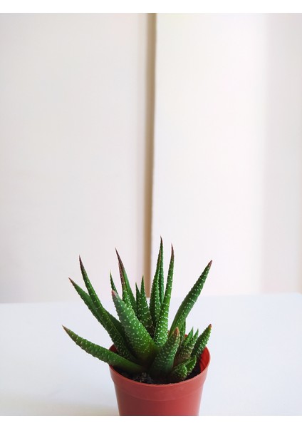 Haworthia Zebrina 5,5luk Saksıda 8-10CM Havortia Sukulent Havortia Kaktüs Sukulent Canlı Sukulent