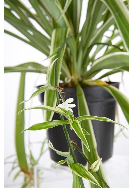 Chlorophytum - Kurdela Çiçeği