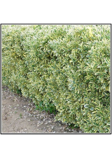 Lala Ahmet Botanik 10 Adet Alaca Taflan Fidanı 30-50 cm Euonymus Japonica Variegata Kargo Dahil