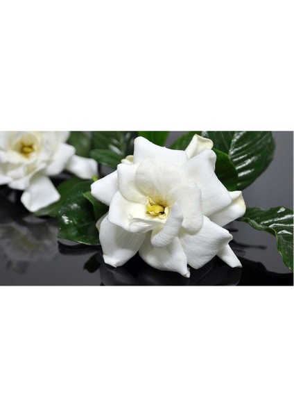 Lala Ahmet Botanik Gardenya Çiçeüği, 20-30 Cm. Gardenia Jasminoides