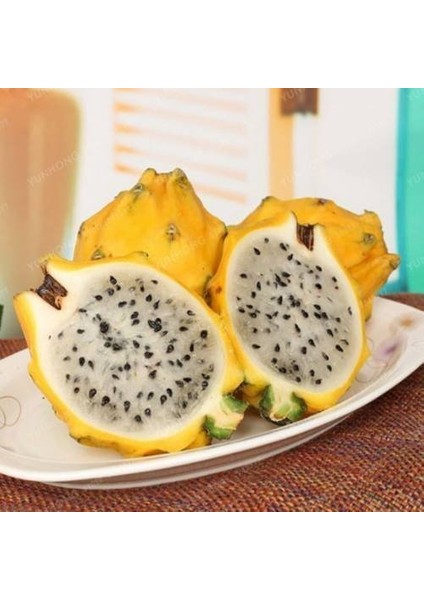 Sarı Pitaya Ejder Meyvesi Fidanı fiyatları