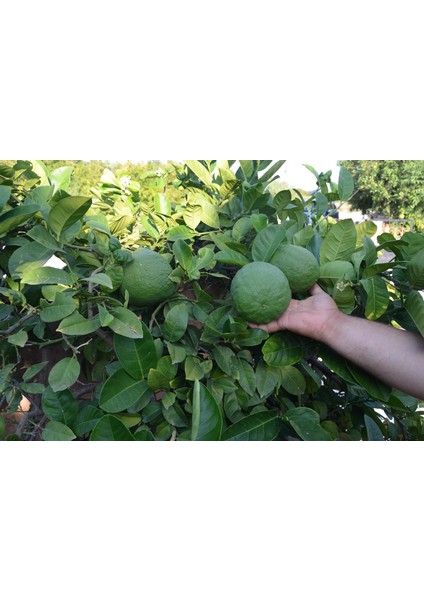 Çok Nadir Bulunan Iri Ponderosa Limonu 2 Yaş 80-100 cm