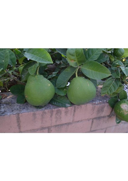 Çok Nadir Bulunan Iri Ponderosa Limonu 2 Yaş 80-100 cm