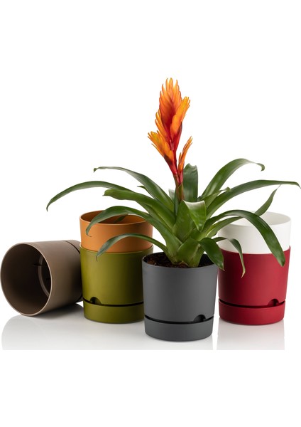 4 Lü Begonya 15 cm Renkli Plastik Tabaklı Saksı