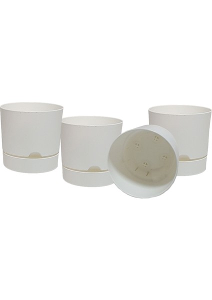 4 Lü Begonya 15 cm Renkli Plastik Tabaklı Saksı