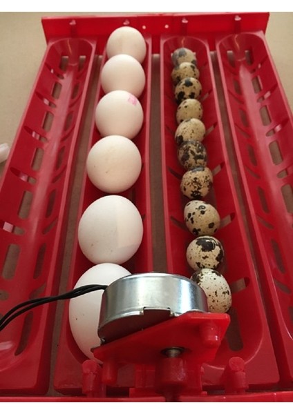 Yatay Kaz Yumurta Viyolü 1/240 Rpm Motor Dahil fiyatları