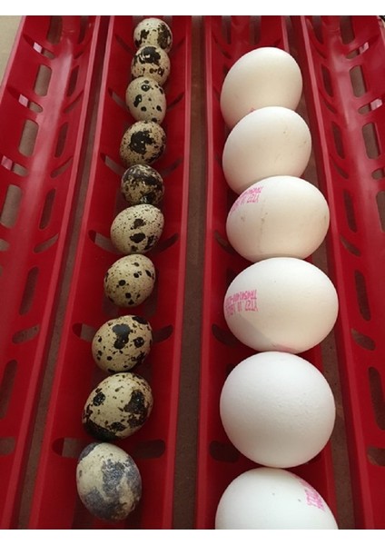 Yatay Kaz Yumurta Viyolü 1/240 Rpm Motor Dahil modelleri