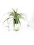 Chlorophytum - Kurdela Çiçeği 1