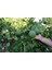 Çok Nadir Bulunan Iri Ponderosa Limonu 2 Yaş 80-100 cm 1