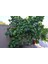 Çok Nadir Bulunan Iri Ponderosa Limonu 2 Yaş 80-100 cm 2