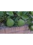 Çok Nadir Bulunan Iri Ponderosa Limonu 2 Yaş 80-100 cm 3