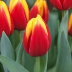 Jan Seignette Sarı Kırmızı Lale Soğanı Floramut 5 Adet Sonbahar Döneminde Dikim İçin Uygun