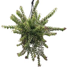 Betonish Aeschynanthus ‘Twister’ (Ruj Çiçeği)