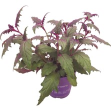 Betonish Gynura Aurantiaca (Mor Kadife Çiçeği)