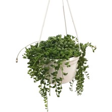 Betonish Senecio Rowleyanus (Tesbih Çiçeği)