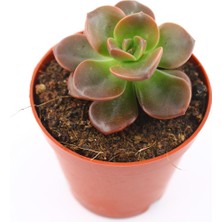 Kaktüs Kent Echeveria Chorama 5.5 cm Saksı