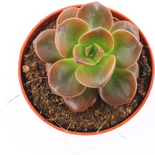 Kaktüs Kent Echeveria Chorama 5.5 cm Saksı