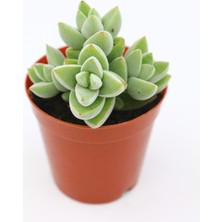 Kaktüs Kent Crassula Moonglow 5.5 cm Saksıda