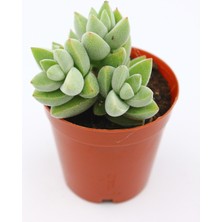 Kaktüs Kent Crassula Moonglow 5.5 cm Saksıda