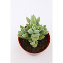 Kaktüs Kent Crassula Moonglow 5.5 cm Saksıda