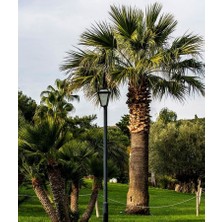 Lala Ahmet Botanik Palmiye Fidanı, (Chamaerops Washingtonia Filifera) Naylon Torbada, Her Mevsim Dikile Bilir