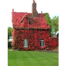 Lala Ahmet Botanik Amerikan Sarmaşığı Fidanı (Parthenocissus Quinquefolia) Tüplü, 40-60 Cm.