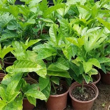 Reyon Bahçe Pasiflora Edulis Çarkıfelek Fidanı 15 cm