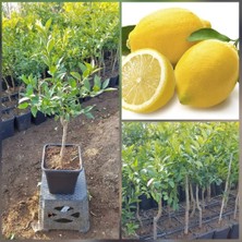 Reyon Bahçe 3 Yaş Aşılı Yediveren Limon Fidanı Saksıda