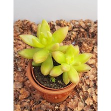 Sedum Nussbaumerianum Sukulent