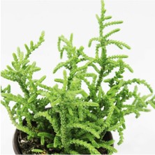 Crassula Muscosa Prenses Çamı Sukulent