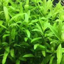 Woof Hygrophila Polysperma Zeytin Akvaryum Bitkisi 5 Dal