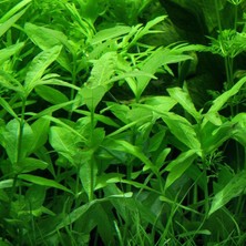 Woof Hygrophila Polysperma Zeytin Akvaryum Bitkisi 5 Dal