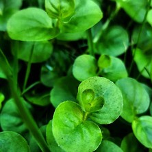 Woof Lysimachia Nummularia Sp Green Akvaryum Bitkisi,canlı Bitki 5 Dal