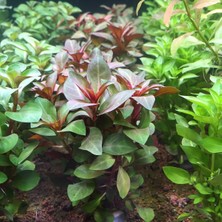 Woof Ludwigia Grandulosa Akvaryum Bitkisi 5 Dal