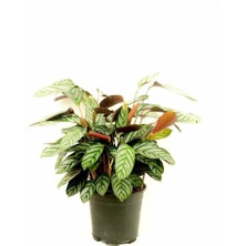 Calathea Ctenonthe, Dua Çiçeği 45-50CM