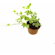 Hedera  ,ev Sarmaşığı 20CM