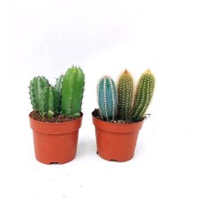 Kaktüs 12 Cm'lik Saksıda, 2'li Paket Halinde