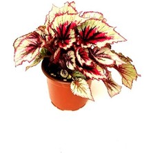 Begonya Rex, 13 Lük Saksıda