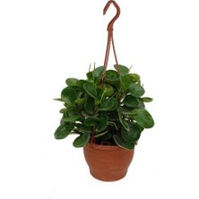 Peperomia 40-50 cm Boyunda, Iç Mekan Iri Yapraklı Bitki