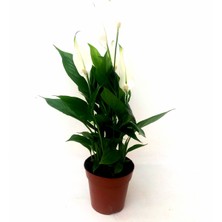Mini Spathyfillium, Barış Çiçeği, Yelken Çiçeği