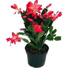 Fidanova Kargo Bedava Fidanova Yılbaşı Çiçeği, Schlumbergera Truncata