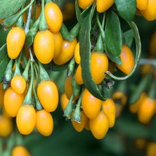 Floramut Tüplü Nadir Özel Tür Sarı Goji Berry Kurt Üzümü Fidanı