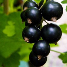 Floramut Tüplü Black Rosenthals Frenk Üzümü Fidanı