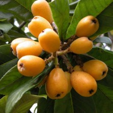 Floramut Tüplü Malta Eriği Yeni Dünya Fidanı-Aşılıdır