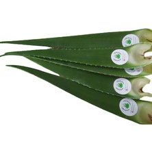 Akdeniz Aloe Vera Aloe Vera Jel Için 500 gr Taze Yaprak