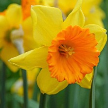 Floramut Loveday Sarı Kırmızı Nergis Soğanı-5 Adet