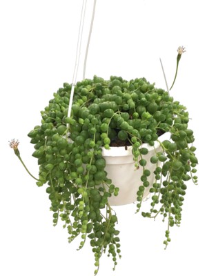 Betonish Senecio Herreianus (Tesbih Çiçeği)
