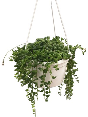Betonish Senecio Rowleyanus (Tesbih Çiçeği)